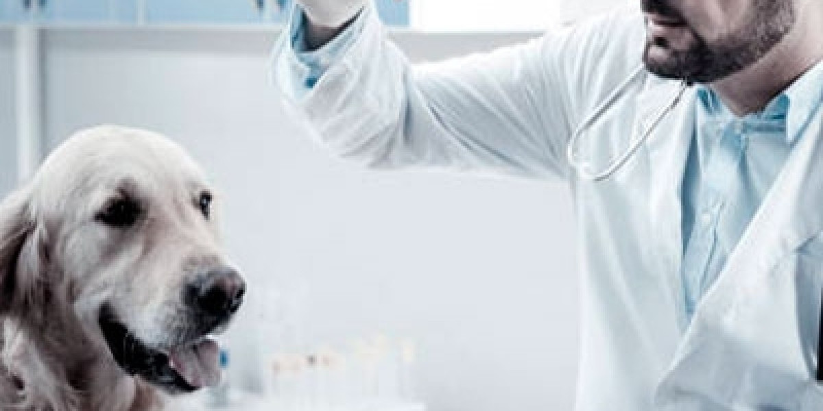 Gold Lab Vet: A Revolução no Diagnóstico de Ehrlichia canis para a Saúde do Seu Pet